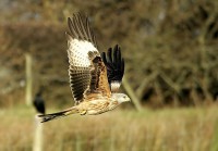 /album/birds-of-prey/copy-1-of-gig1-052-filtered-jpg/